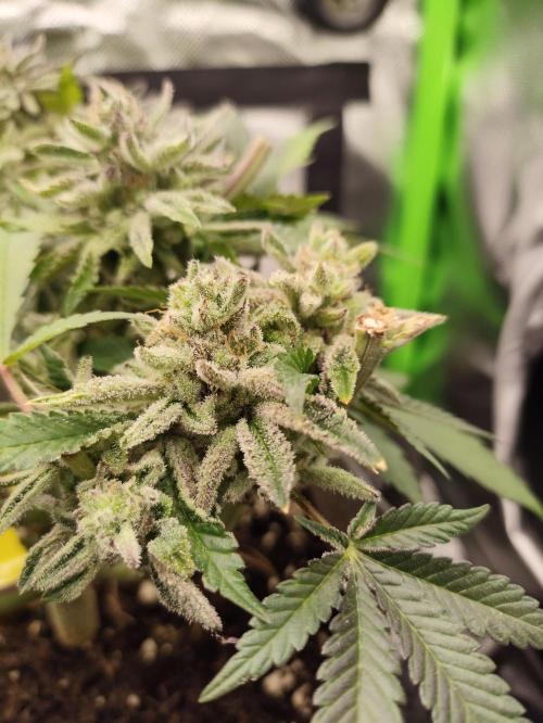Radical Juice by Ripper Seeds. Week 14