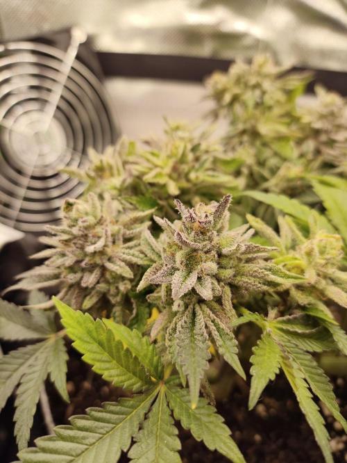 Radical Juice by Ripper Seeds. Week 14