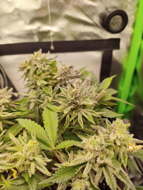 Radical Juice by Ripper Seeds. Week 14