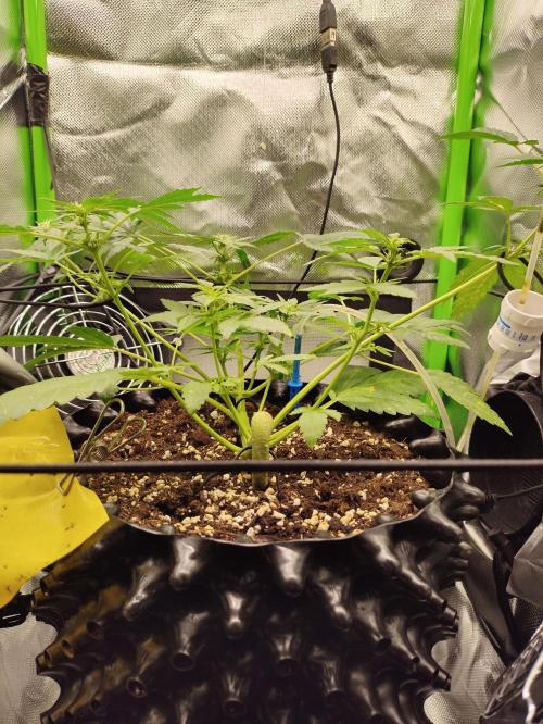 Windowsill Random Fast buds Auto. Week 6