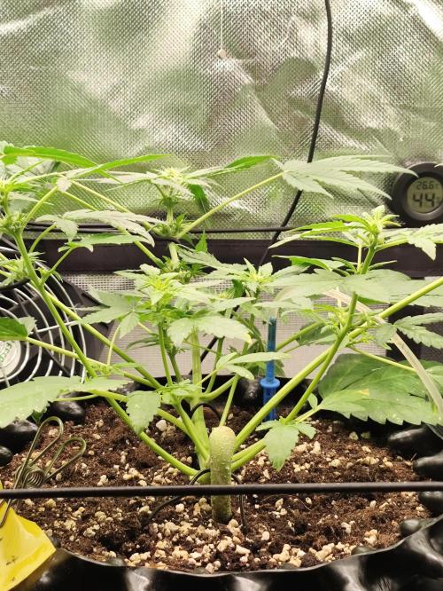 Windowsill Random Fast buds Auto. Week 6
