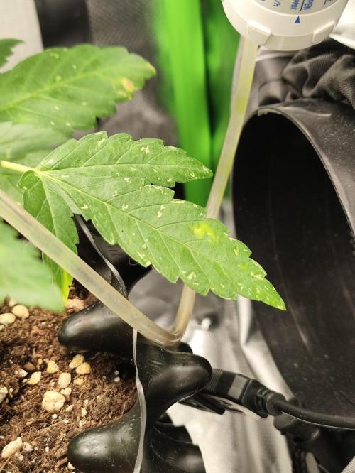 Windowsill Random Fast buds Auto. Week 6