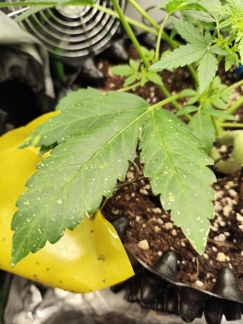 Windowsill Random Fast buds Auto. Week 6