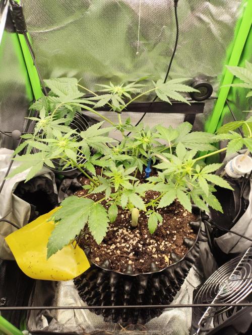 Windowsill Random Fast buds Auto. Week 6