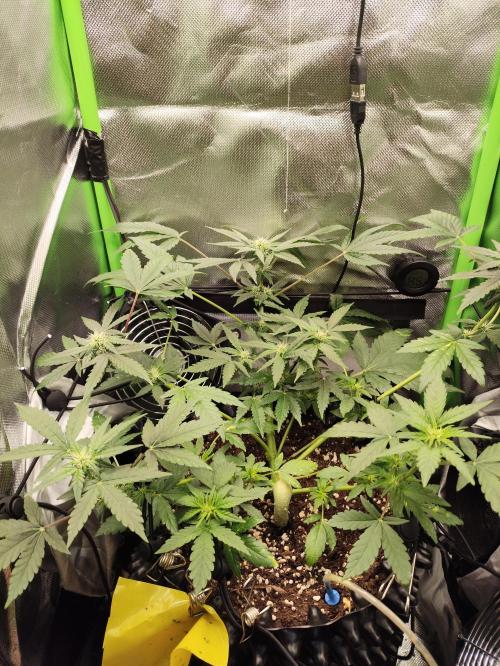 Random Fast buds Auto. Week 6