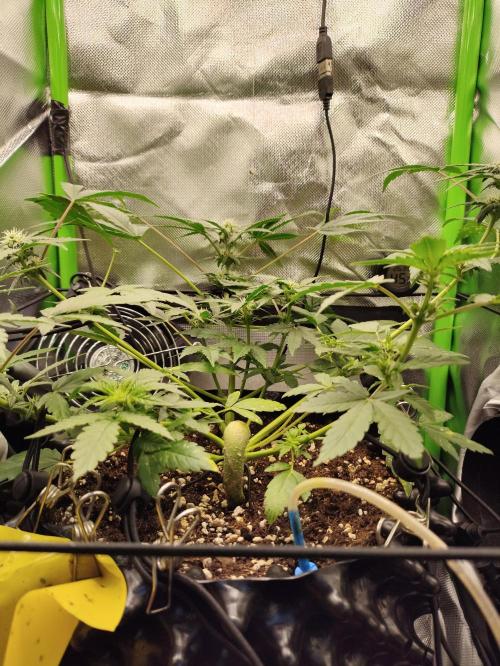 Random Fast buds Auto. Week 6