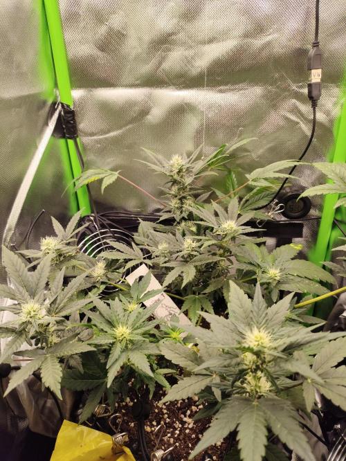 Random Fast buds Auto. Week 7