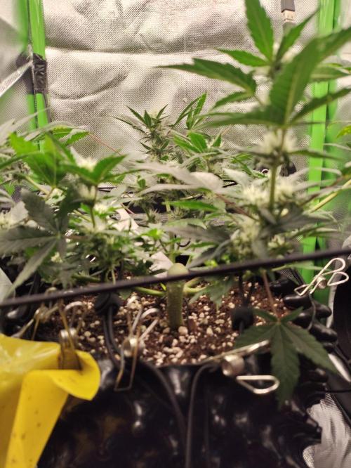Random Fast buds Auto. Week 7