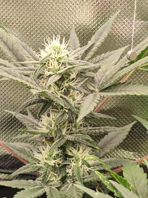 Random Fast buds Auto. Week 7