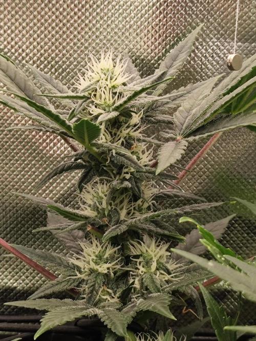 Random Fast buds Auto. Week 7