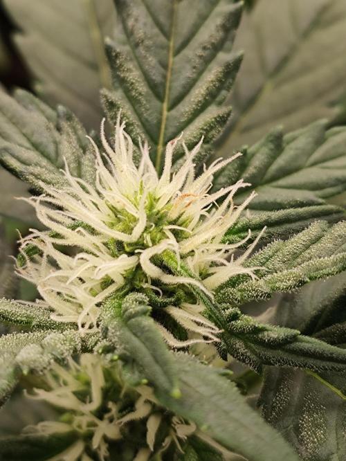 Random Fast buds Auto. Week 7