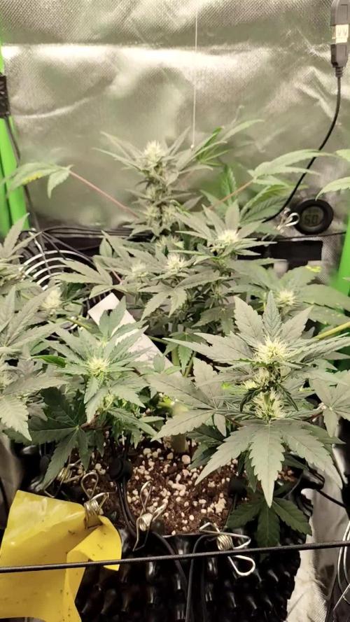 Random Fast buds Auto