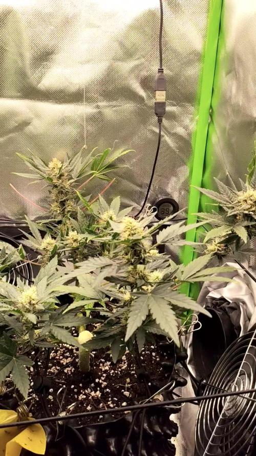 Random Fast buds Auto