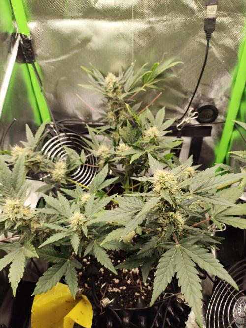 Random Fast buds Auto. Week 8