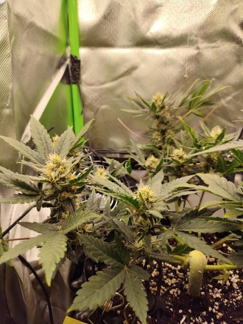 Random Fast buds Auto. Week 8