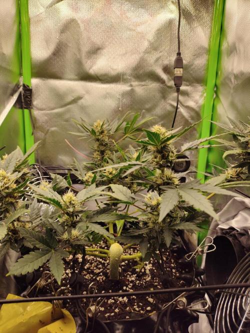 Random Fast buds Auto. Week 8