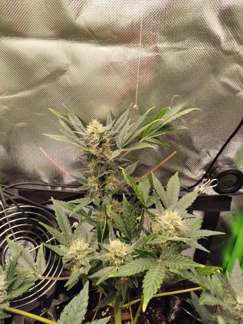 Random Fast buds Auto. Week 8