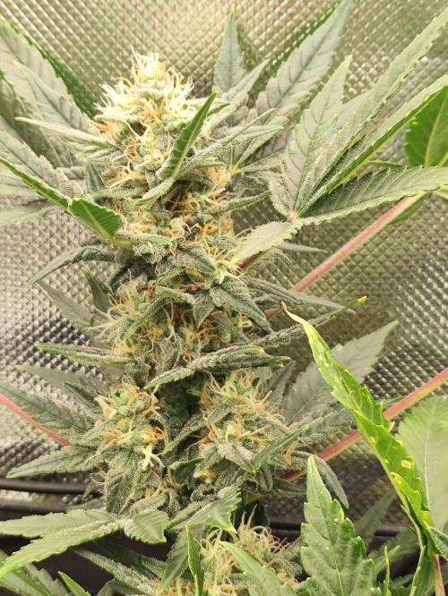 Random Fast buds Auto. Week 8