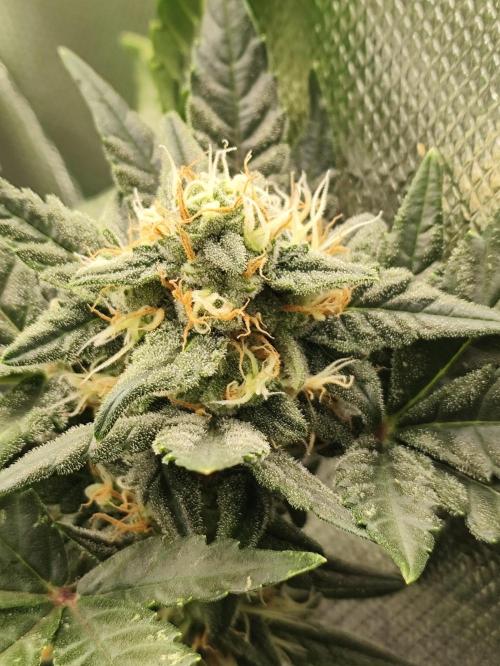 Random Fast buds Auto. Week 8