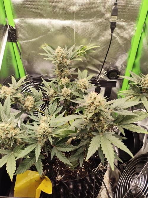 Random Fast buds Auto. Week 9