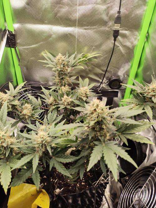 Random Fast buds Auto. Week 9