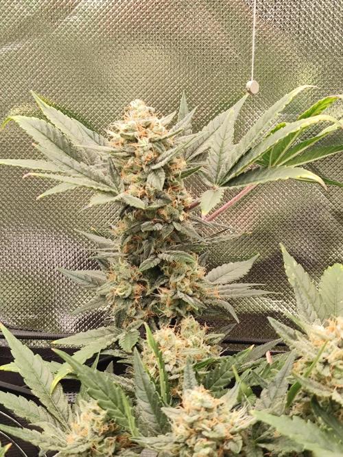 Random Fast buds Auto. Week 9