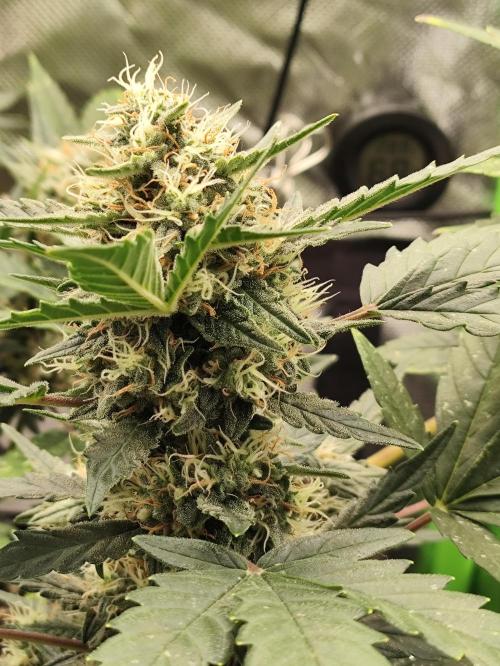 Random Fast buds Auto. Week 9
