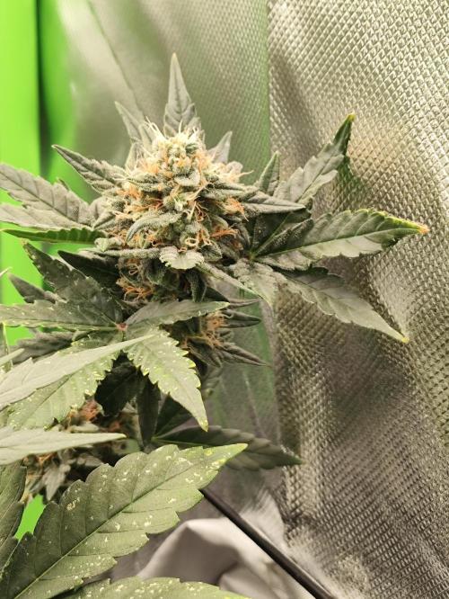 Random Fast buds Auto. Week 9