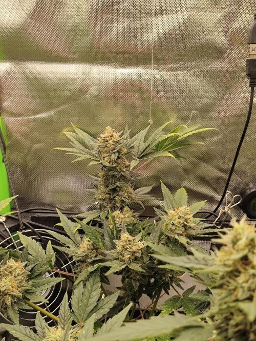Random Fast buds Auto. Week 9