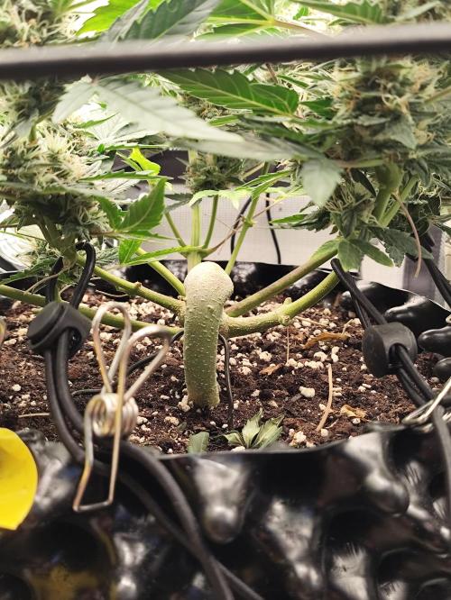Random Fast buds Auto. Week 9