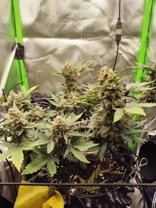 Random Fast buds Auto. Week 10