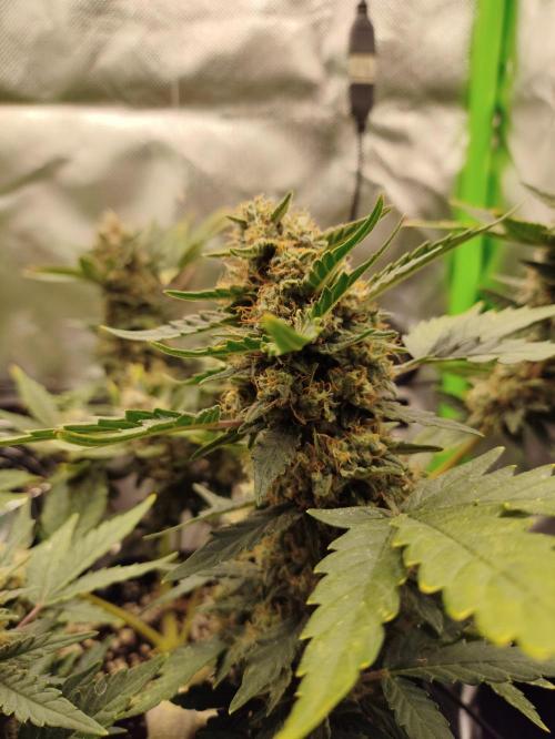 Random Fast buds Auto. Week 10