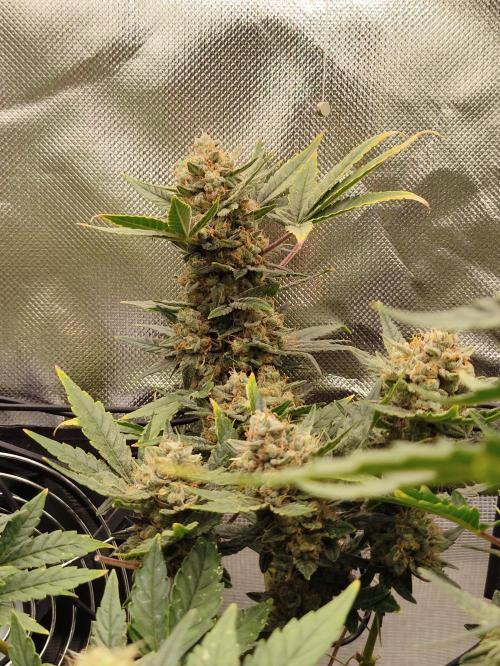 Random Fast buds Auto. Week 10
