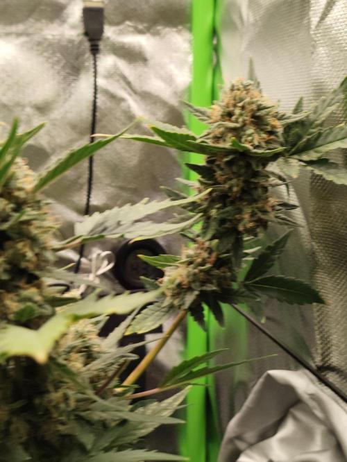 Random Fast buds Auto. Week 10