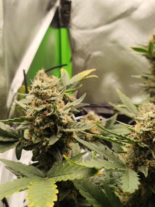 Random Fast buds Auto. Week 10