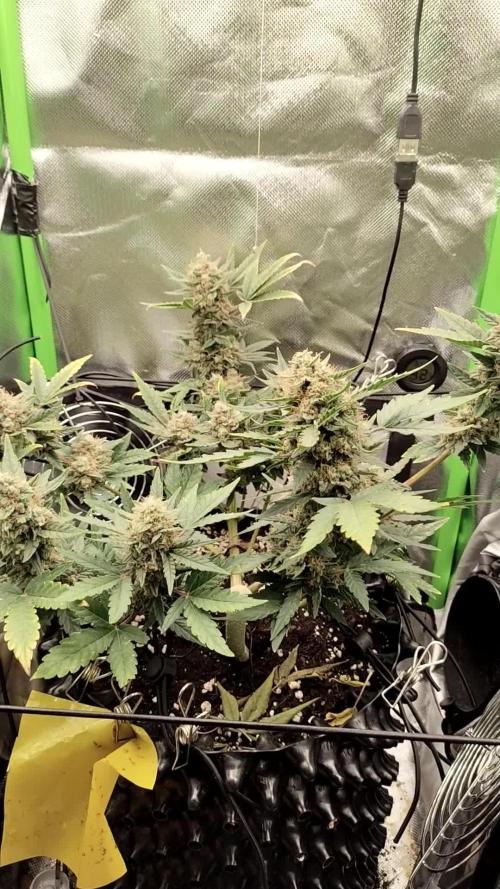 Random Fast buds Auto