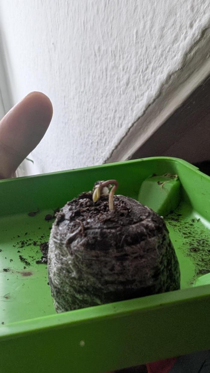 Hope! Painkiller XL! First Grow!. Week 0 - Hello there!