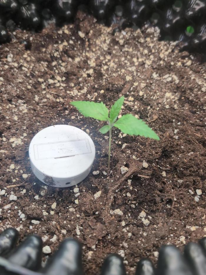 Hope! Painkiller XL! First Grow!. Week 1