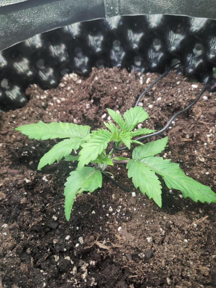 Hope! Painkiller XL! First Grow!. Week 2 - Sieht doch soweit gut aus!