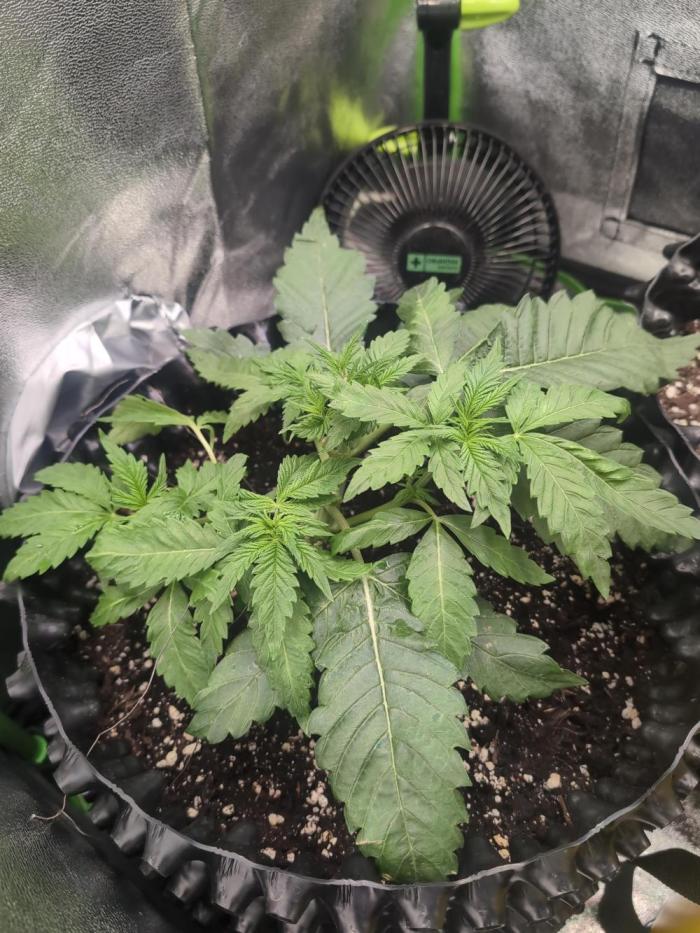 Hope! Painkiller XL! First Grow!. Week 3
