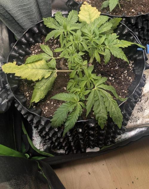 Hope! Painkiller XL! First Grow!. Week 4