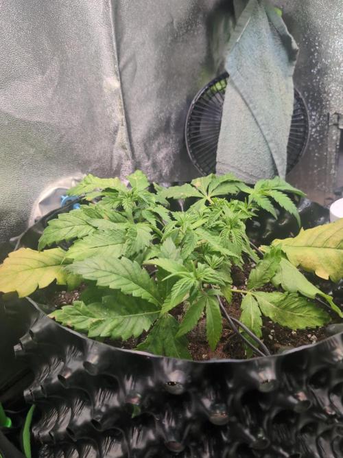 Hope! Painkiller XL! First Grow!. Week 4