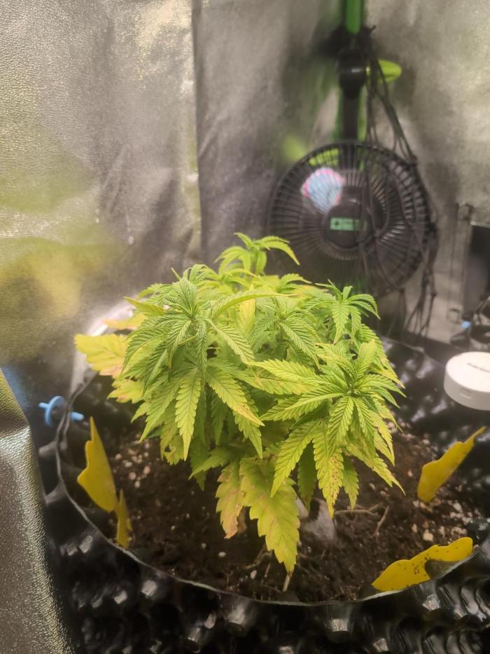 Hope! Painkiller XL! First Grow!. Week 5