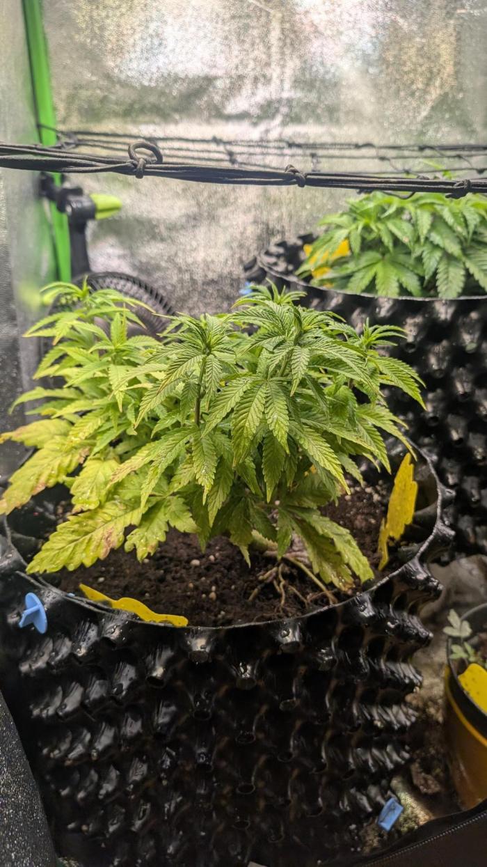 Hope! Painkiller XL! First Grow!. Week 6