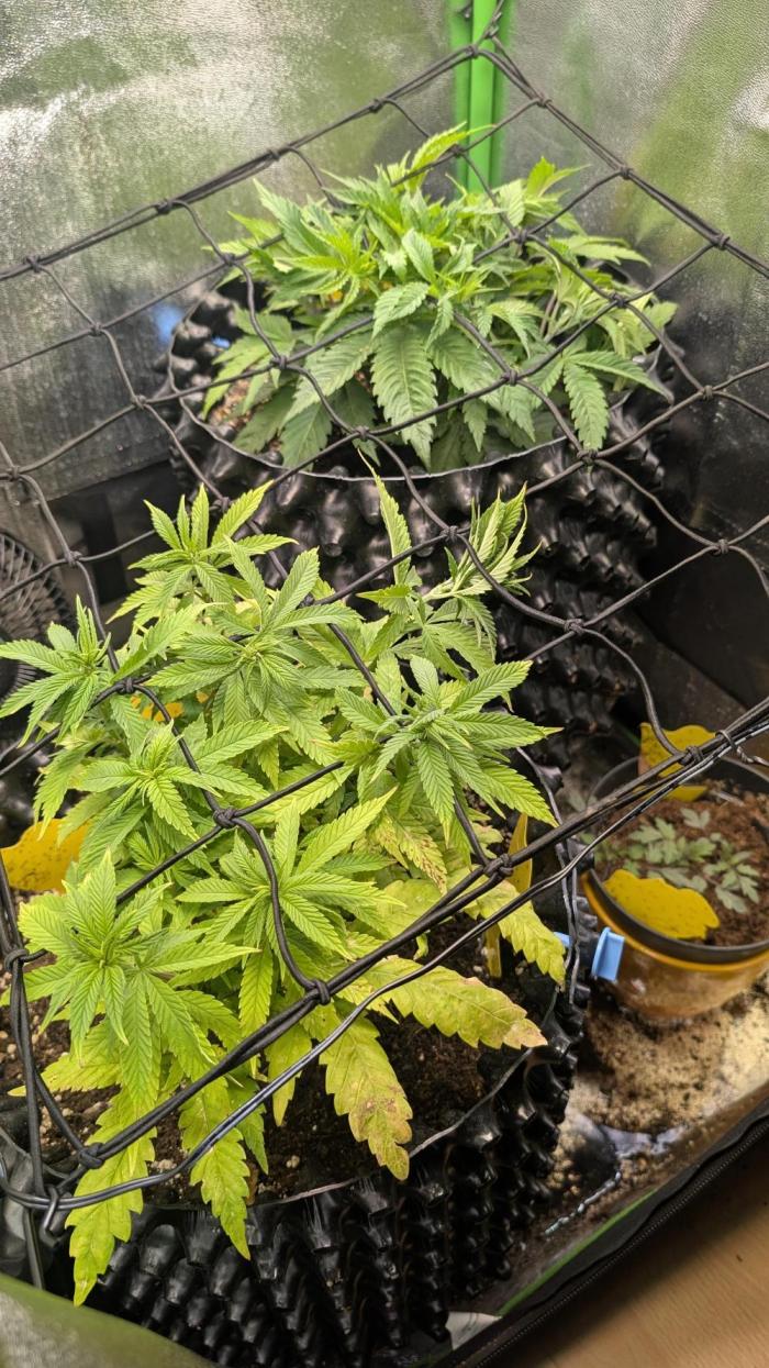 Hope! Painkiller XL! First Grow!. Week 7