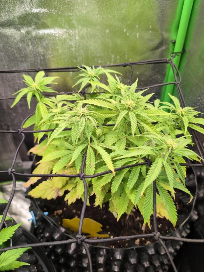 Hope! Painkiller XL! First Grow!. Week 8