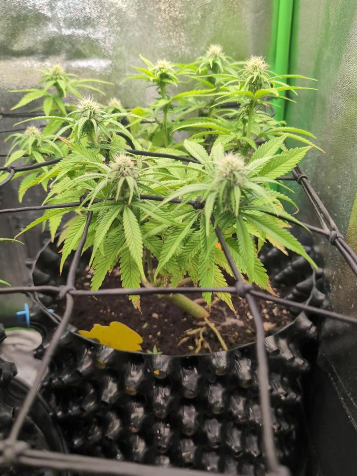 Hope! Painkiller XL! First Grow!. Week 9