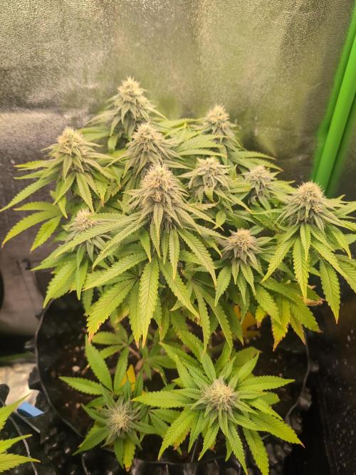 Painkiller XL. Week 10