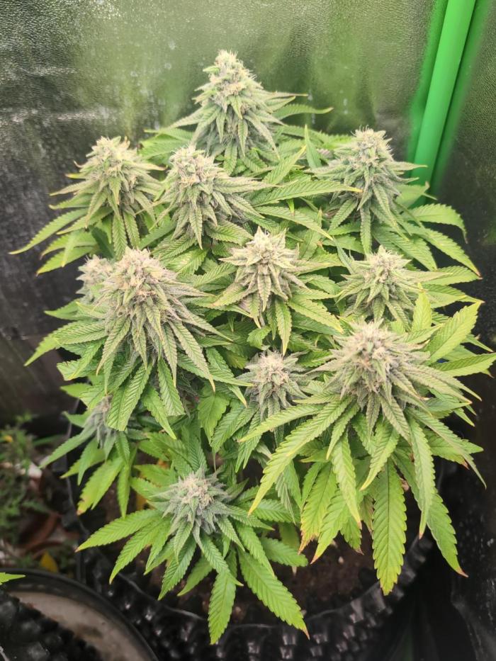 Hope! Painkiller XL! First Grow!. Week 11