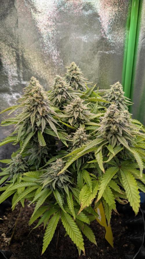 Hope! Painkiller XL! First Grow!. Week 12